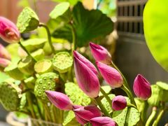-淮扬府·游园京梦(北京SKP店)