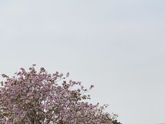 -洲头咀公园