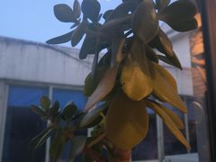 -沙掌门肉蟹煲(沙溪店)