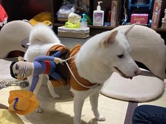 -逗柴咖啡屋·狗咖猫咖宠物桌游