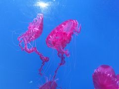 -海合安天津极地海洋公园