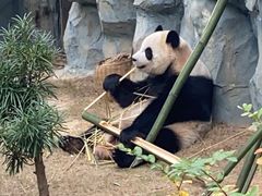 -泉州海丝野生动物世界