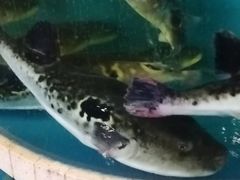 -天正河鲀·河豚亭(大连店)