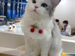 -怪兽屋·羊驼·猫咖·狗咖(俊华广场店)