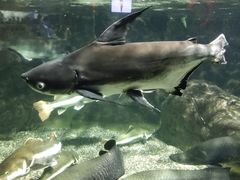 -太平洋海底世界