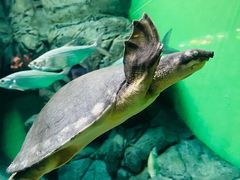 -上海海洋水族馆