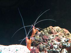 -暹罗海洋世界