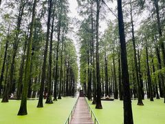 -渌洋湖湿地公园