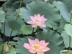 -荔湾湖公园