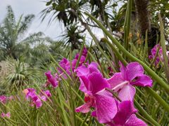 -海南热带野生动植物园