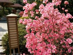 -金孔雀温泉旅游度假村