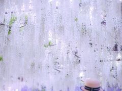 -嘉定紫藤园