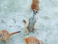 -苏州太湖西山岛开心农场