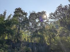 -西双版纳原始森林公园
