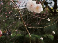 -国家植物园