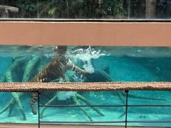 -清迈夜间动物园