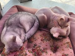 -70cat德文卷毛猫·缅因猫纯种猫舍