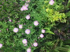 -昆山城市生态森林公园