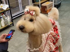 -宠物梦想家(日月豪庭店)