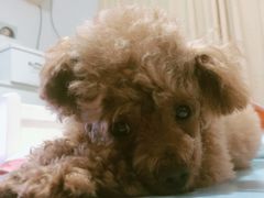 -爱侣宠医·鹦鹉专科·小型哺乳类·异宠专科(灵石路店)