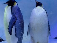 -海合安成都极地海洋公园