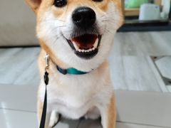 -爱侣宠医·鹦鹉专科·小型哺乳类·异宠专科(灵石路店)