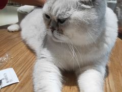 -藏猫猫咖啡主题馆(中央大道店)