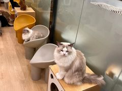 -有喵·猫咖·狗咖·30几只猫10只小狗(岗厦店)