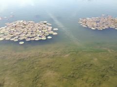 iphone_upload_pic-新江湾城公园