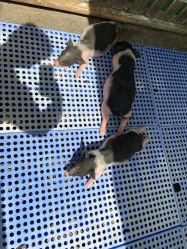 -萌宠亲子动物乐园(槐房万达店)