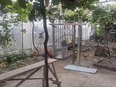 -马陆小张葡萄园农家乐