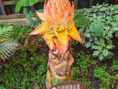 -海南热带野生动植物园