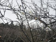 -香雪海