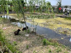 -同銮特种养殖场·龙虾垂钓