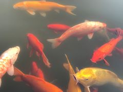 -郭庄茶室