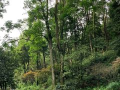 -缙云山景区