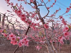 -河口景区