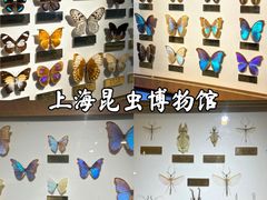 -上海昆虫博物馆
