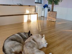 -Husky Go! 哈士奇体验馆·宠物咖啡厅狗咖