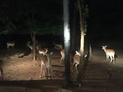 -清迈夜间动物园