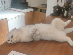 -有猫主题·治愈系猫咖(曾厝垵店)