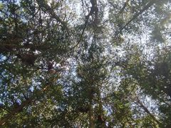 -重庆睡佛山森林公园