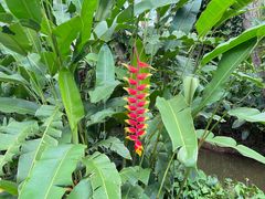 -中国科学院西双版纳热带植物园
