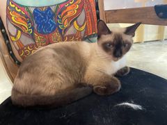 -more than meow吴止猫主题餐厅(承德 中船汇店)