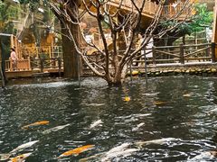 -南宫五洲植物乐园