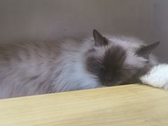 -爪爪喵星球·猫舍(前海卓越店)