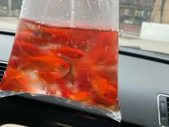 -白佛花鸟鱼虫批发市场小型宠物交易(东区)