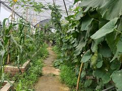 -马陆小张葡萄园农家乐