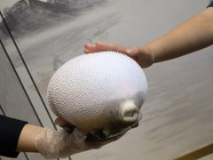-鲐赏河豚(长寿店)