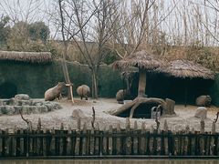 -上海野生动物园
